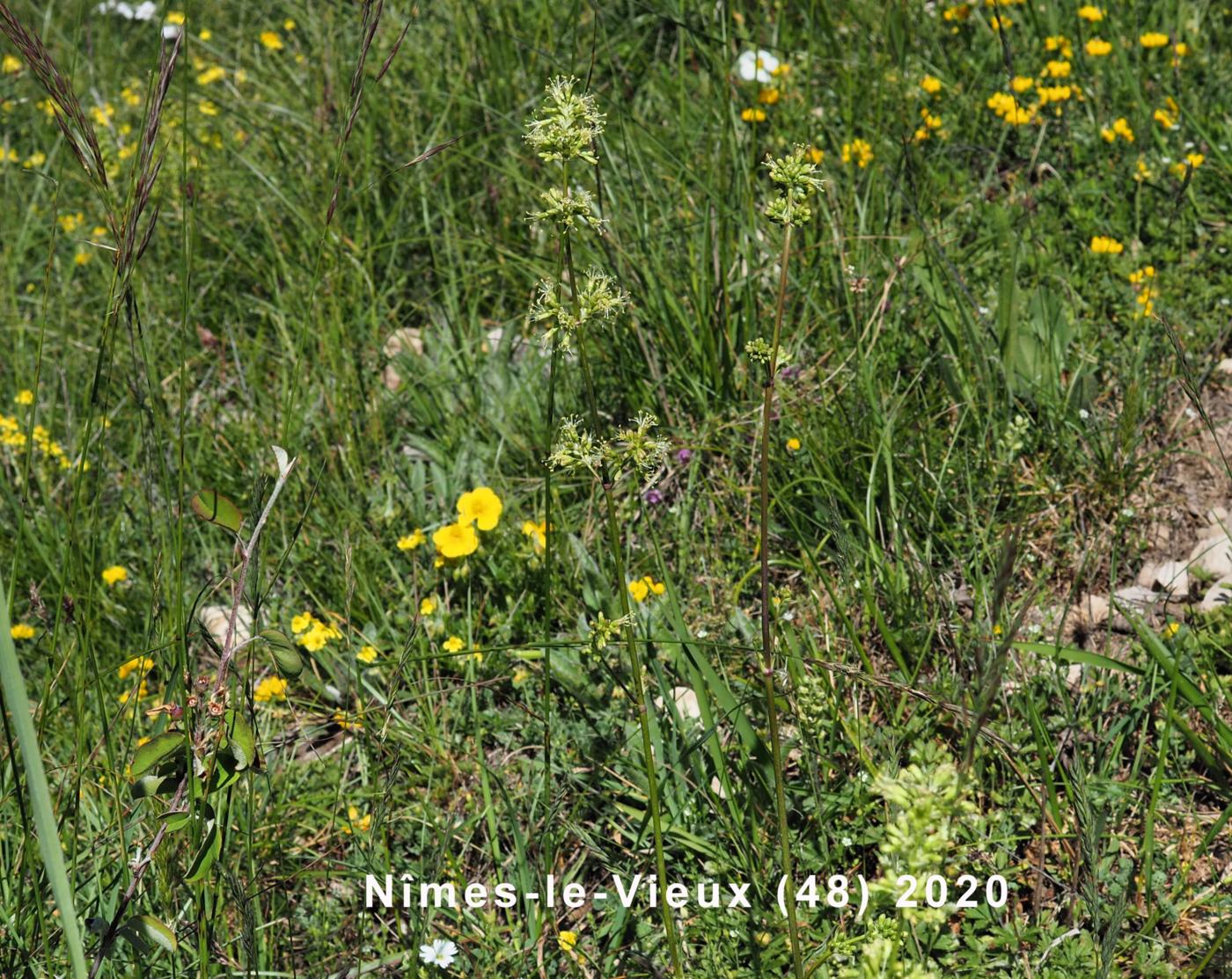 Catchfly, Spanish plant